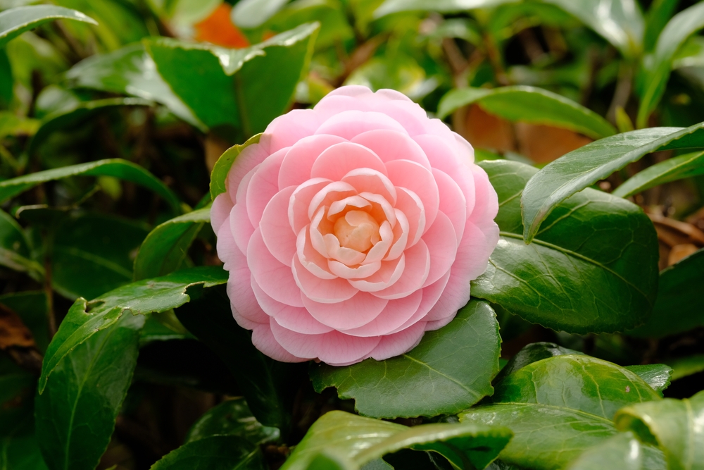 6 Culturally Significant Japanese Flowers and Where to Find Them