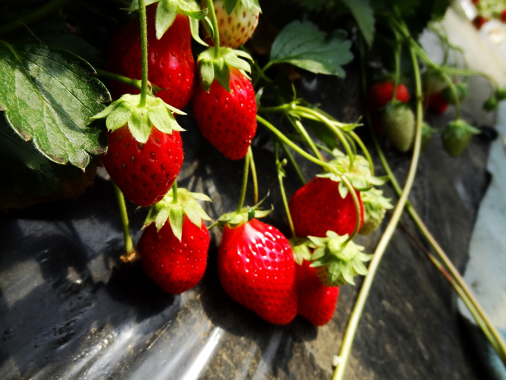 day trips from tokyo in spring - strawberry picking