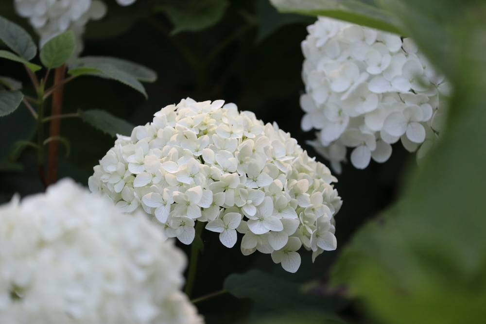 Ajisai in Bloom: 8 Places to Catch Hydrangeas in Tokyo