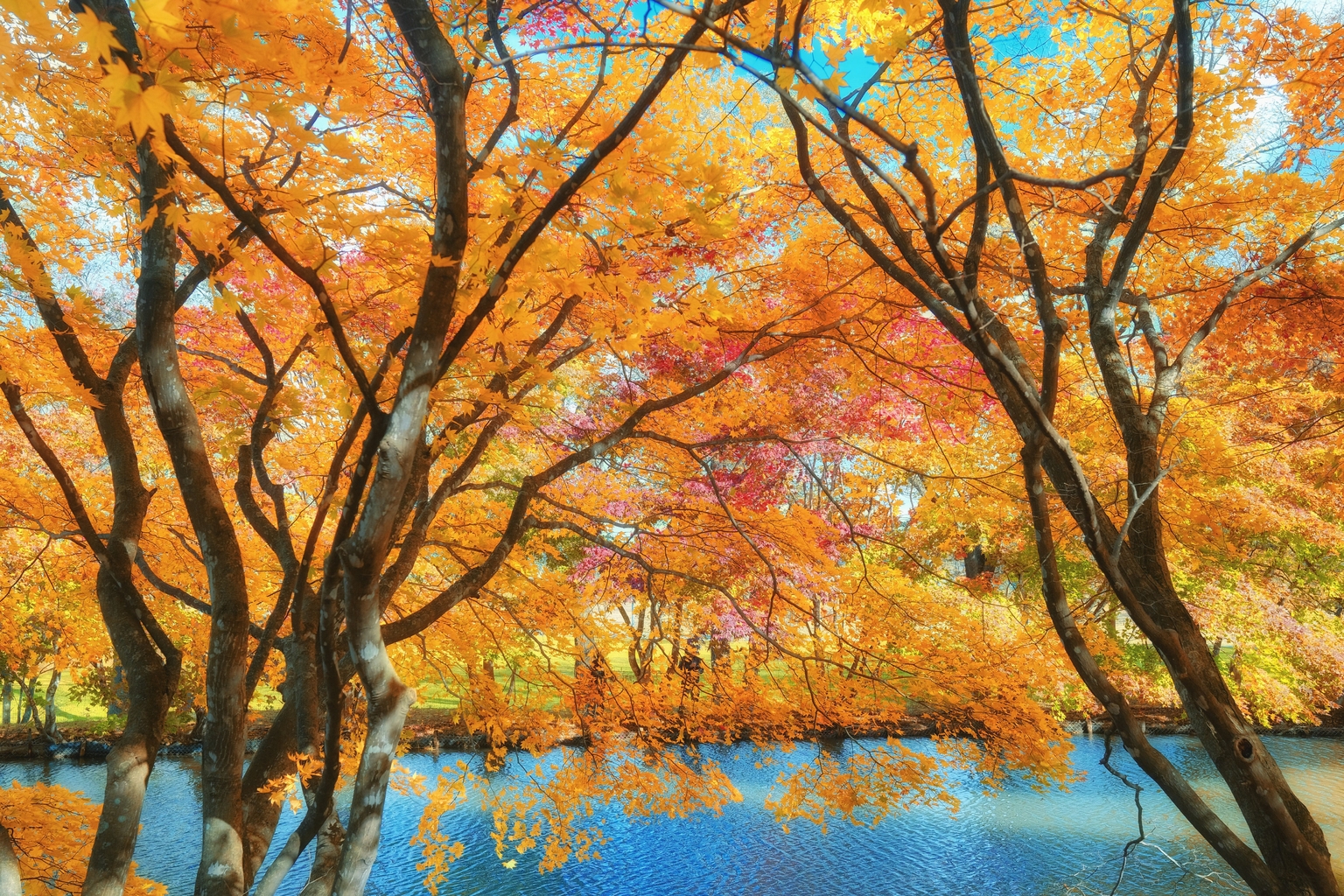 Shimizu park Fall foliage in Chiba