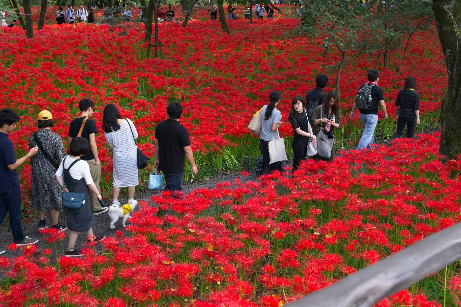 Red spider lily festival