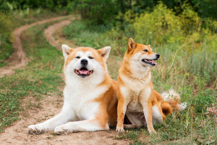 Meet Japan's 6 Native Dog Breeds | Tokyo Weekender