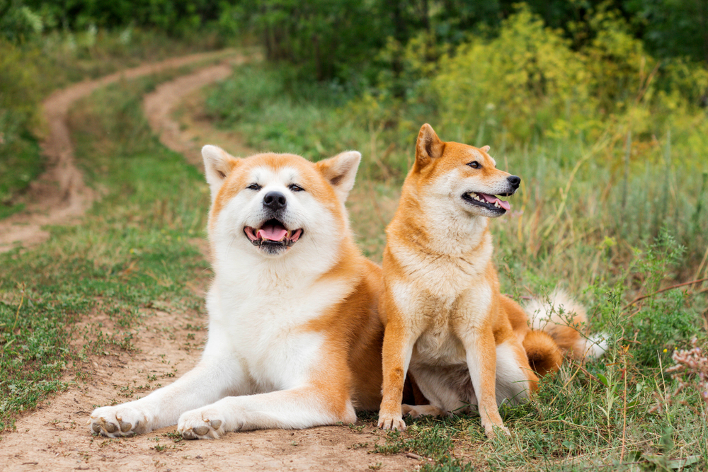 Japanese dog breeds