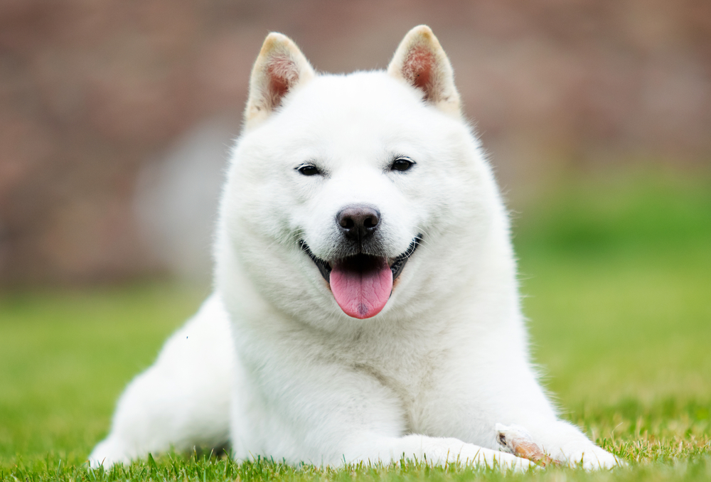 Japanese dog breeds: Hokkaido