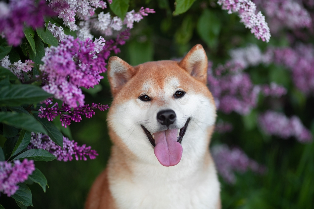 Japanese dog breeds: Shiba