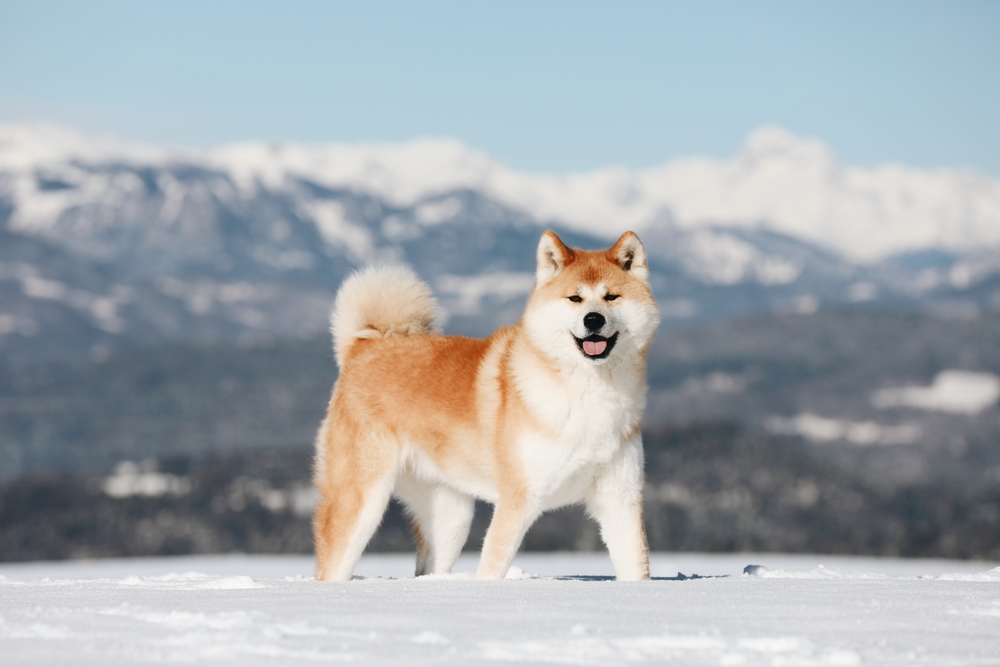 Japanese dog breeds: Akita
