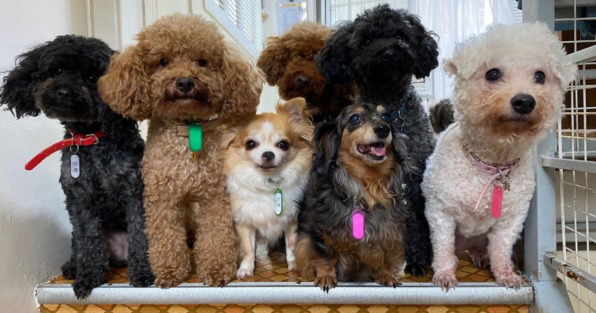 8 Pawsome Ethical Dog Cafés in Tokyo Tokyo Weekender