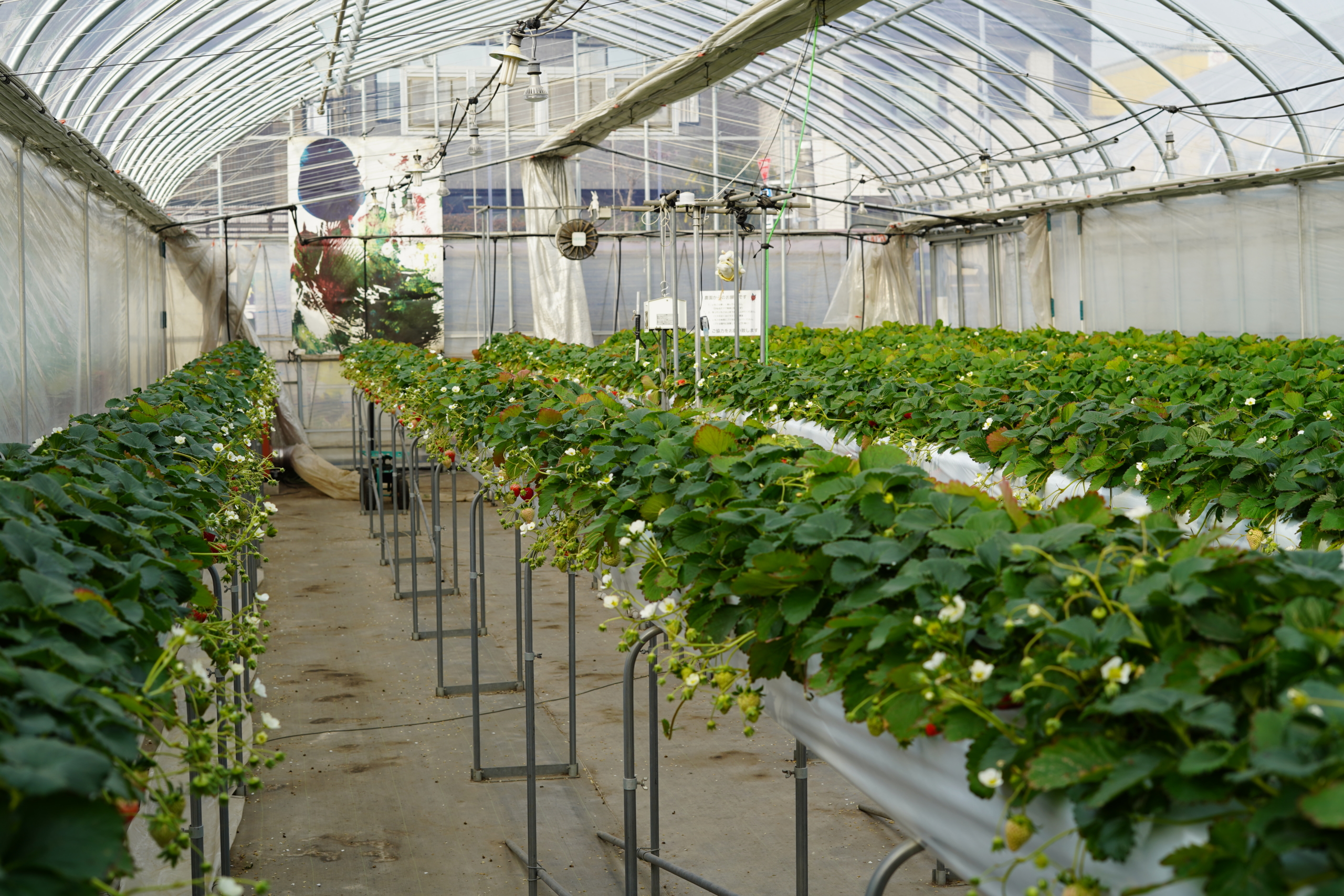 Japanese strawberry greenhouse
