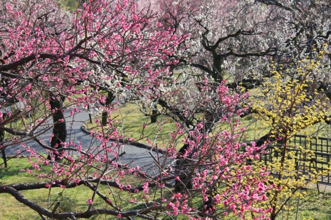 Plum blossoms jindai botanical garden tokyo