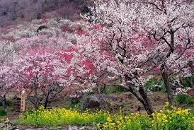 yugawara plum grove