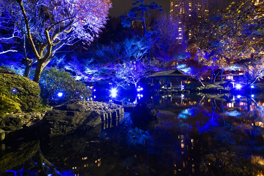 blue garden illumination festival tokyo