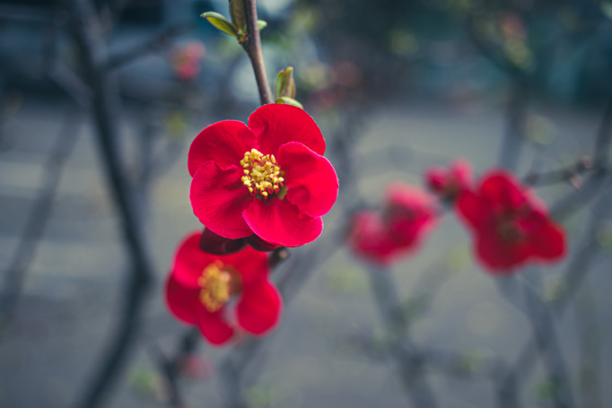 plum blossoms japan tokyo 2023