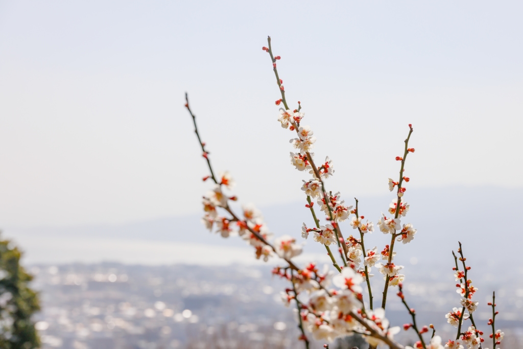 Plum blossom around Tokyo