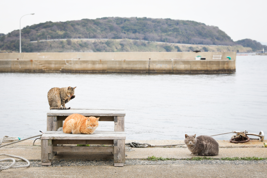 Cats have taken over this island in Japan