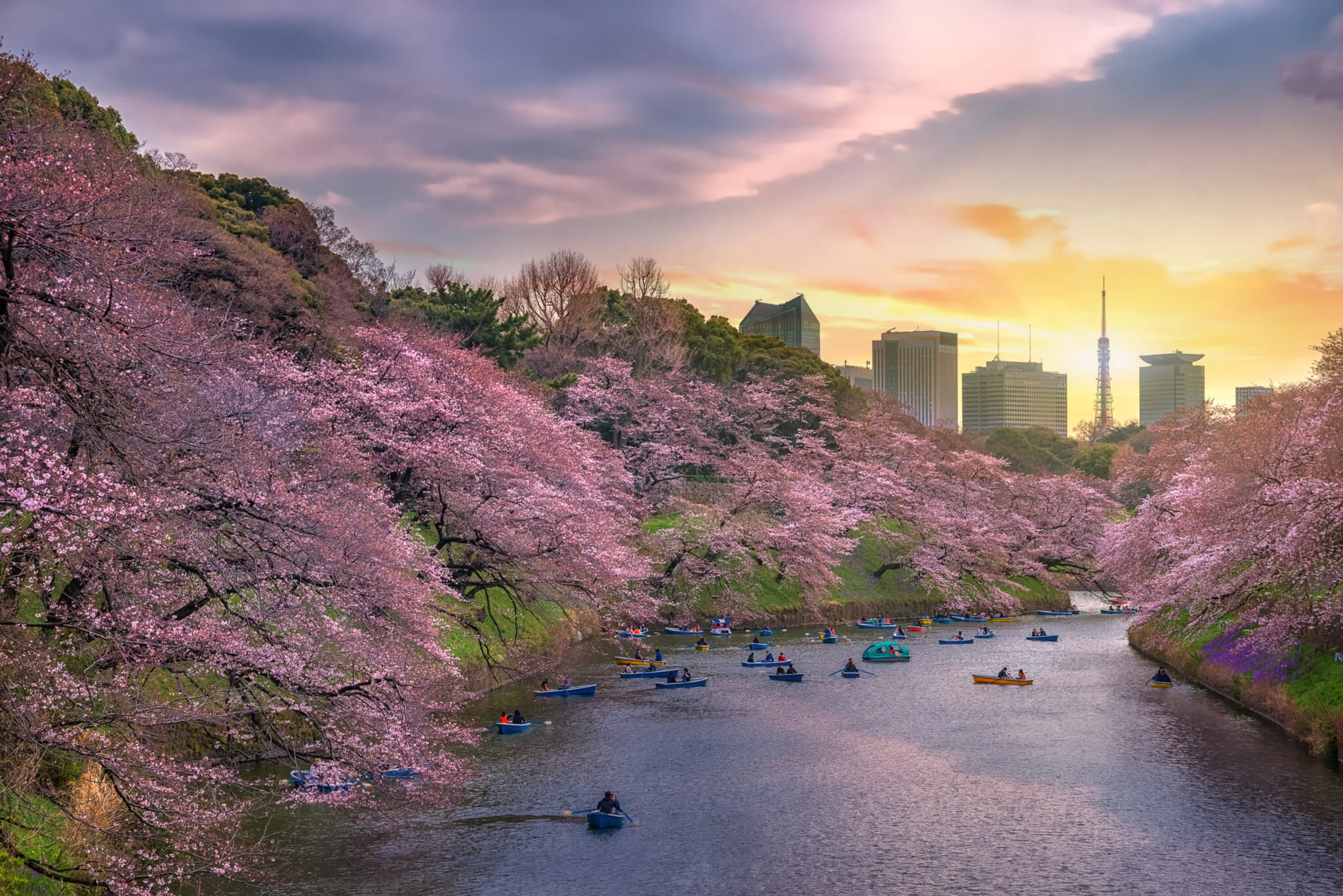 chidorigafuchi park tokyo best sakura spots