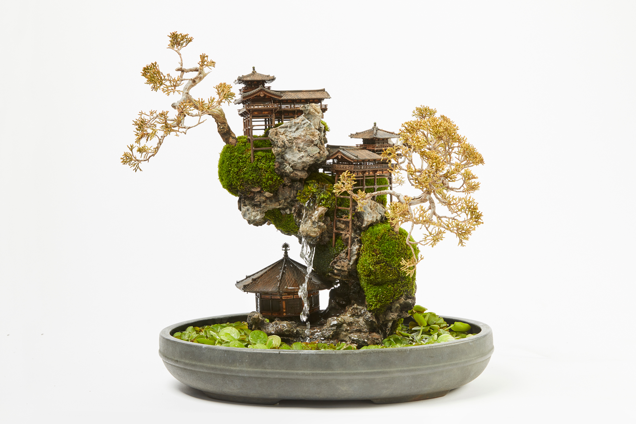 cliff bonsai by tokyo bonsai