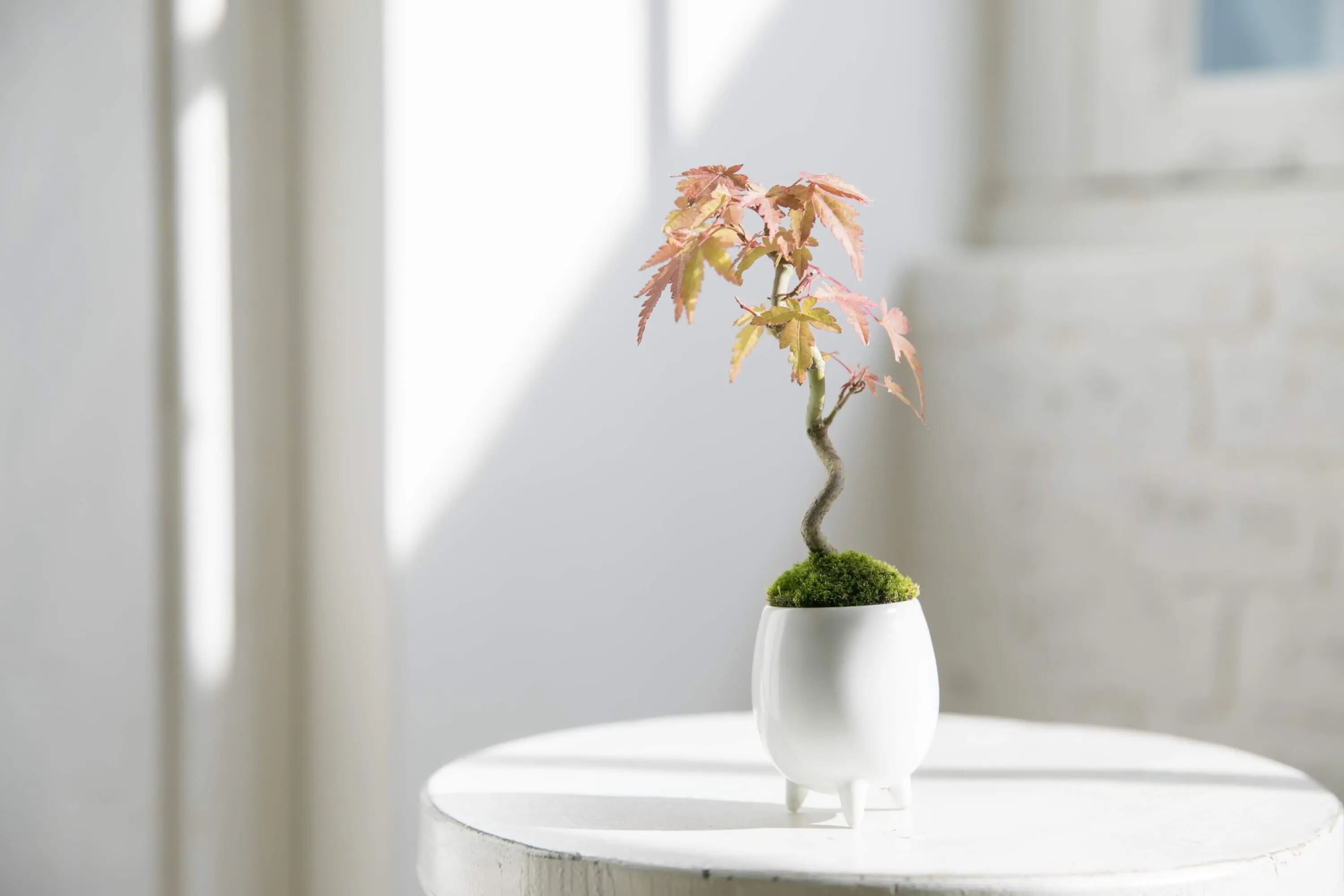 Tokyo Bonsai Artisan Daisuke Nakajima is Thinking Outside the Pot | Tokyo  Weekender