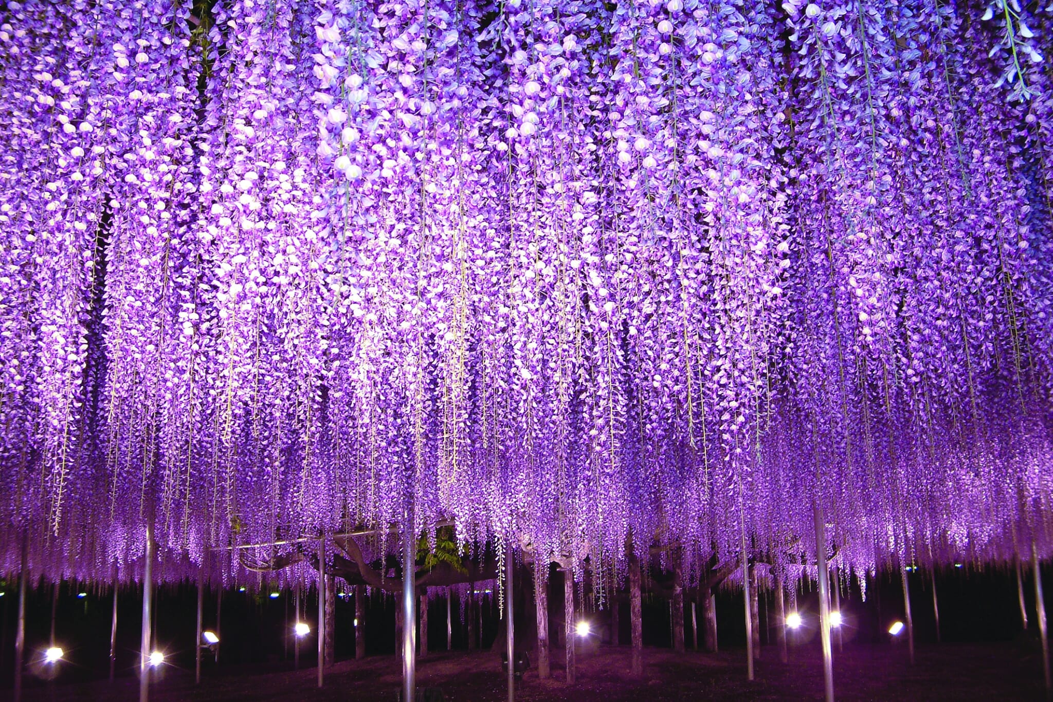 ashikaga flower park wisteria