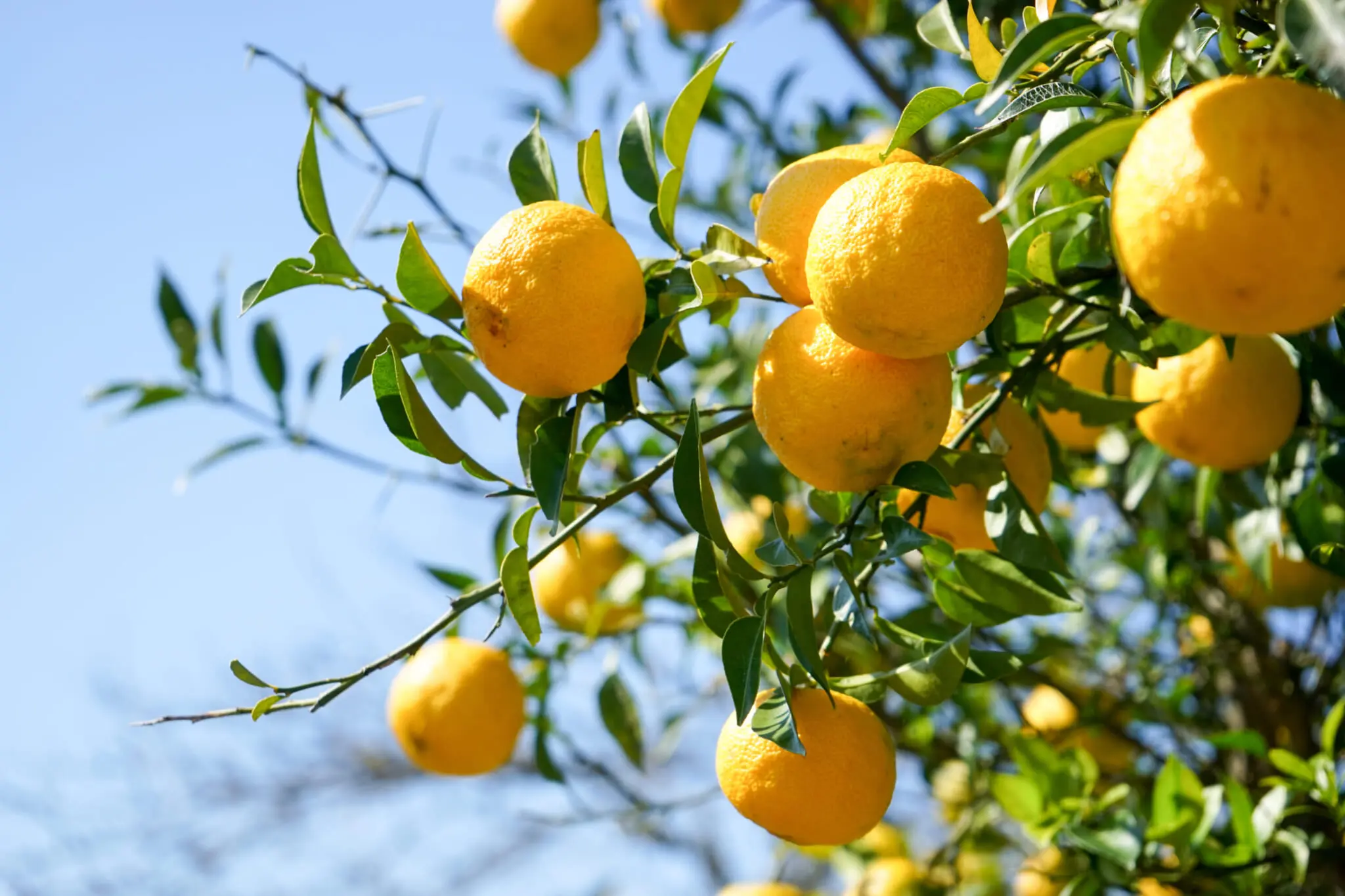 All About Japanese Yuzu: Background, Benefits and Uses