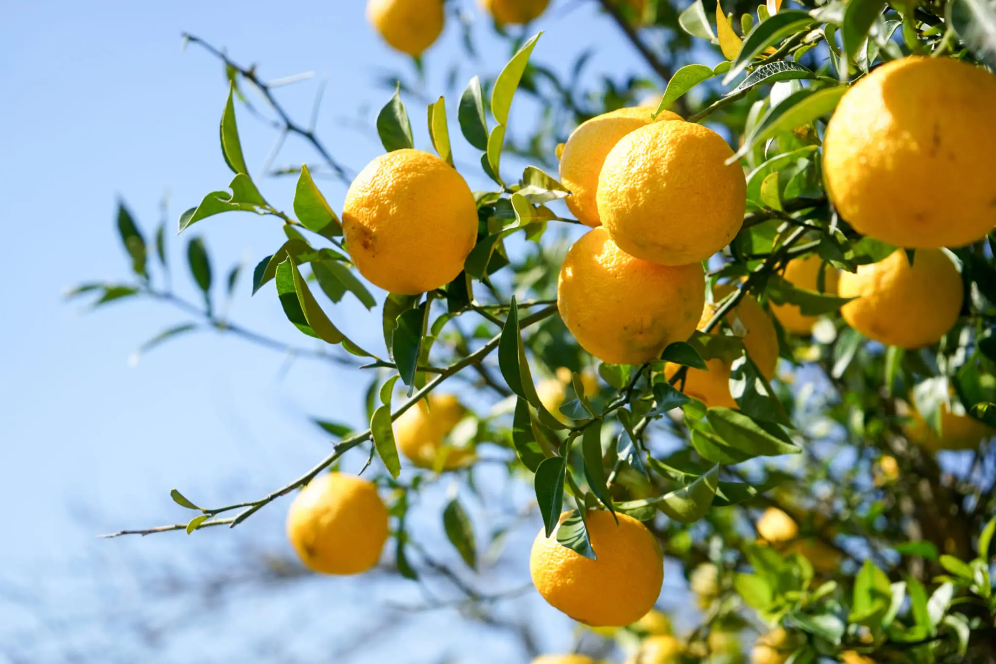 Yuzu - the aromatic Japanese citrus fruit