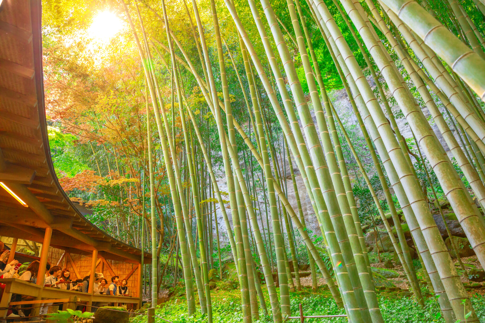 alternative bamboo forests japan
