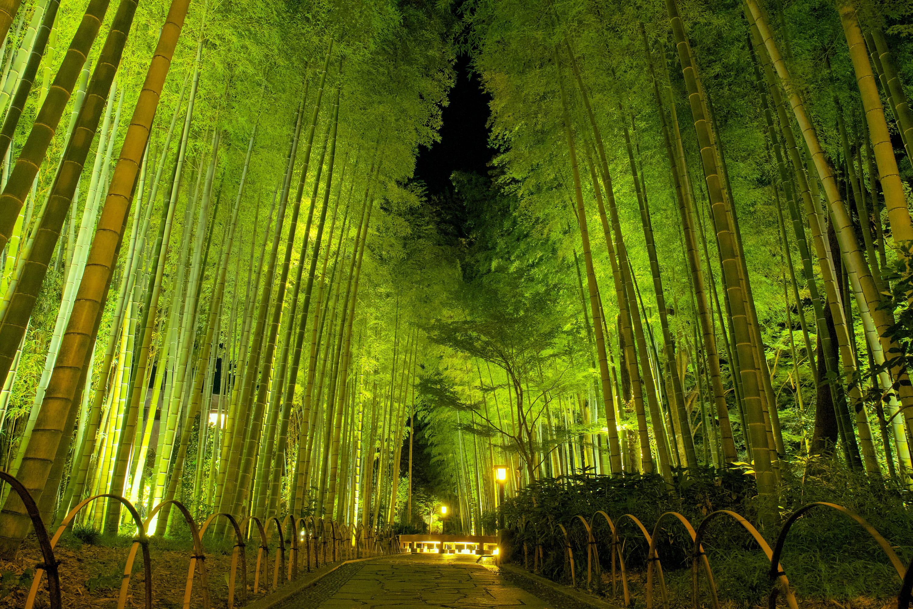 Bamboo,Forest,At,Night,,Shuzenji,,Izu,City,,Shizuoka,Prefecture