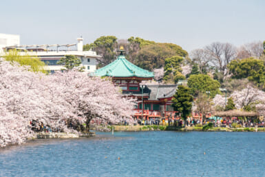 Ueno park best sakura spots