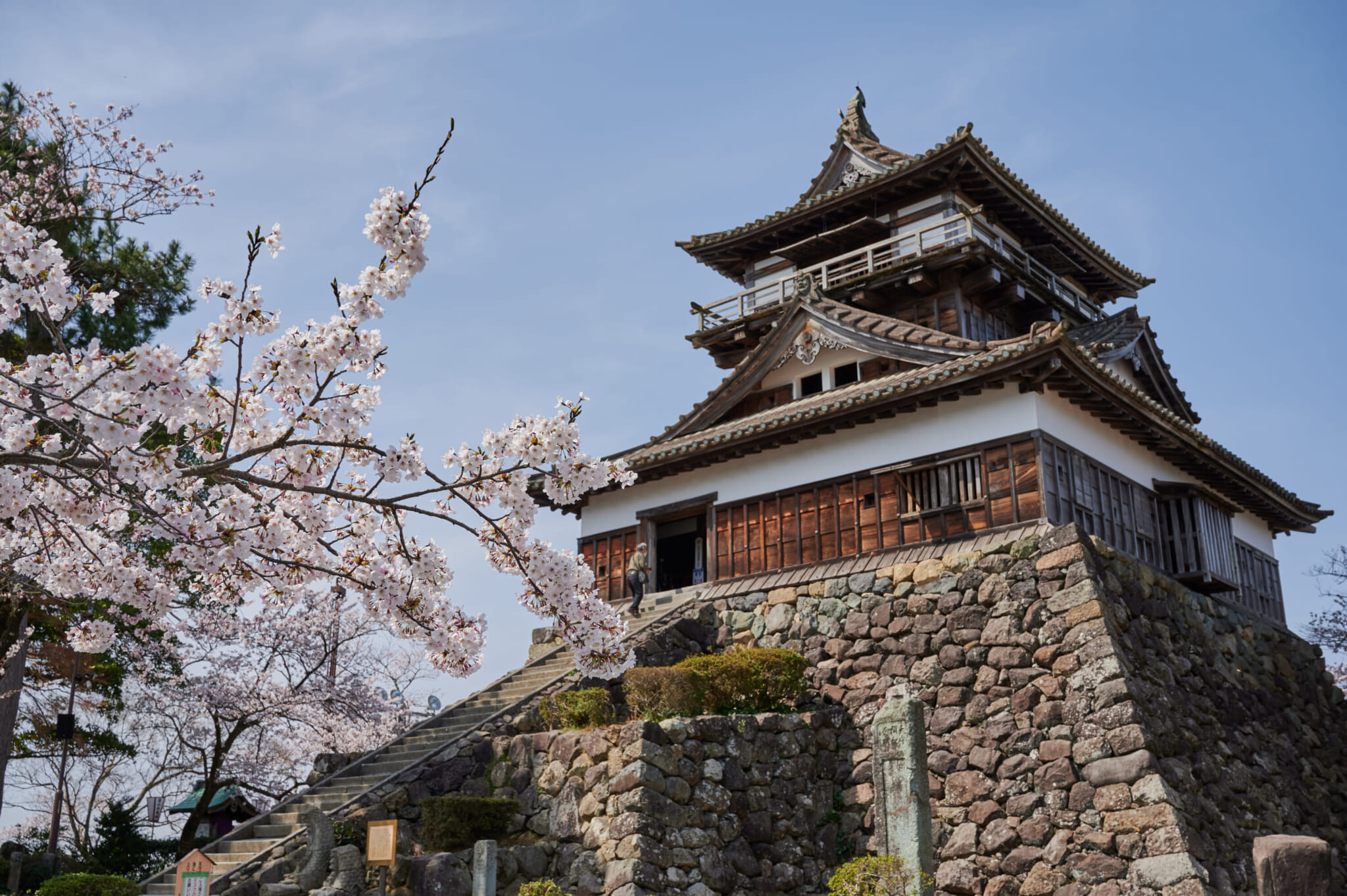 sakura maruoka castle japan travel fukui
