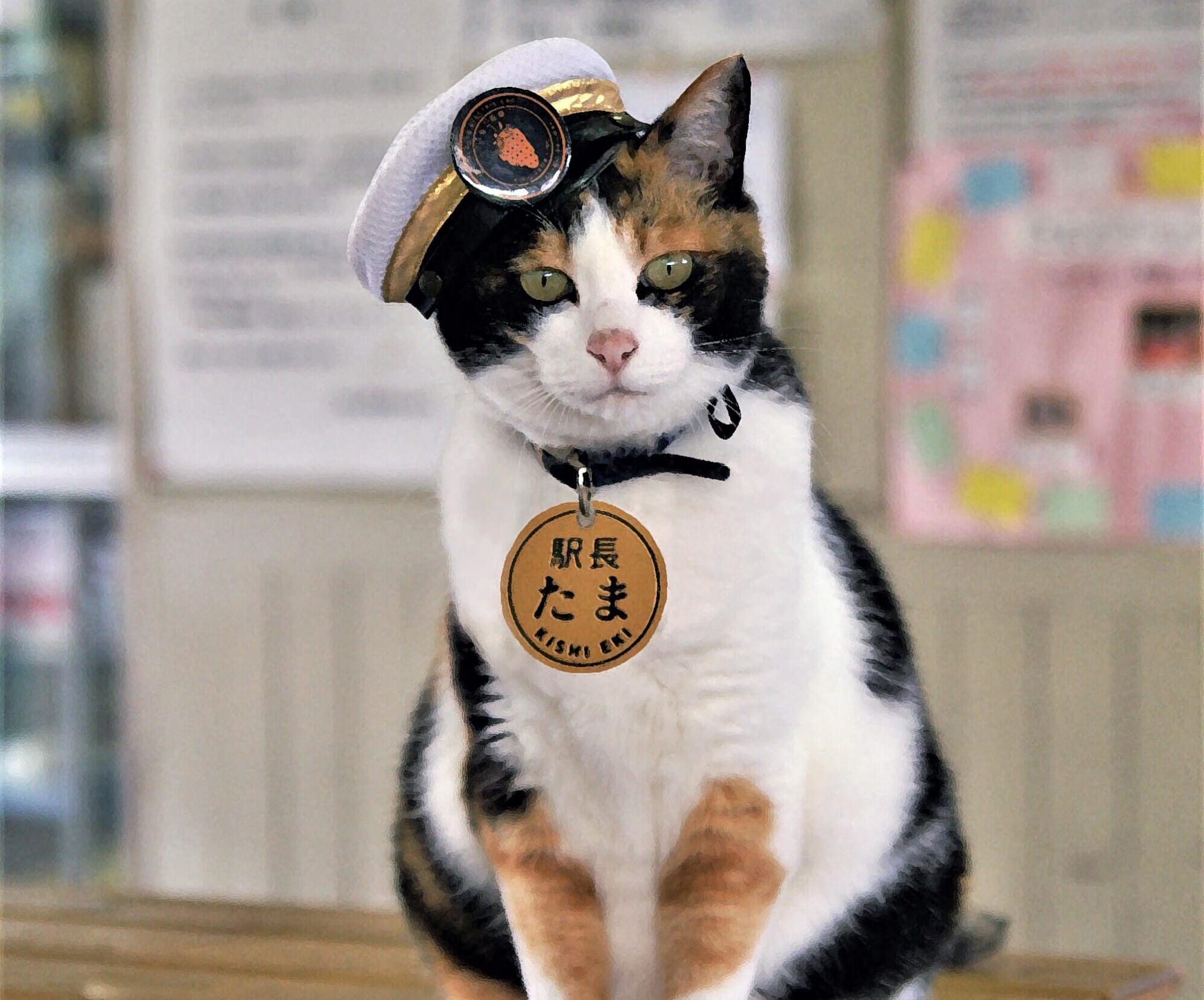 Cute train cat