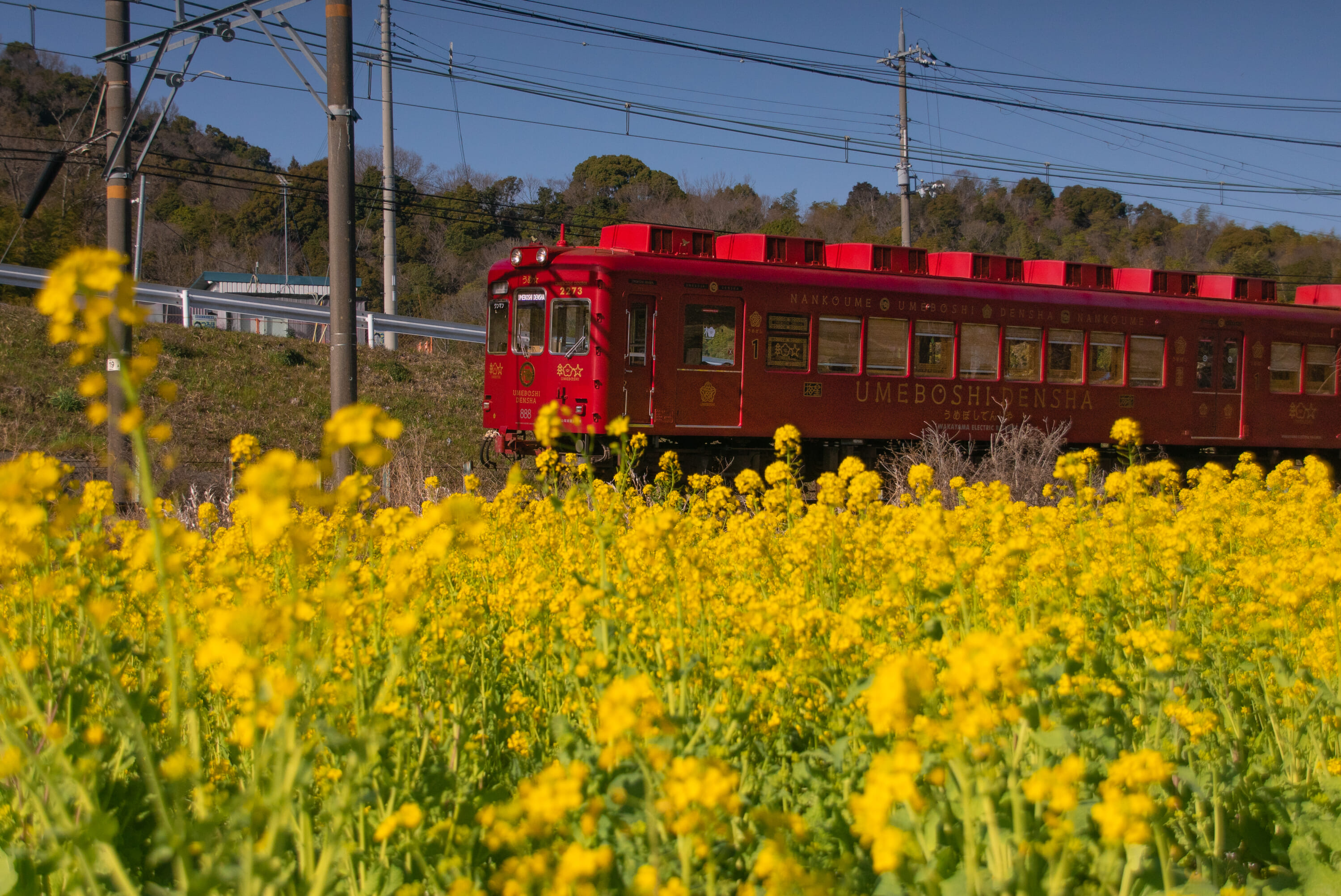 umeboshi densha 