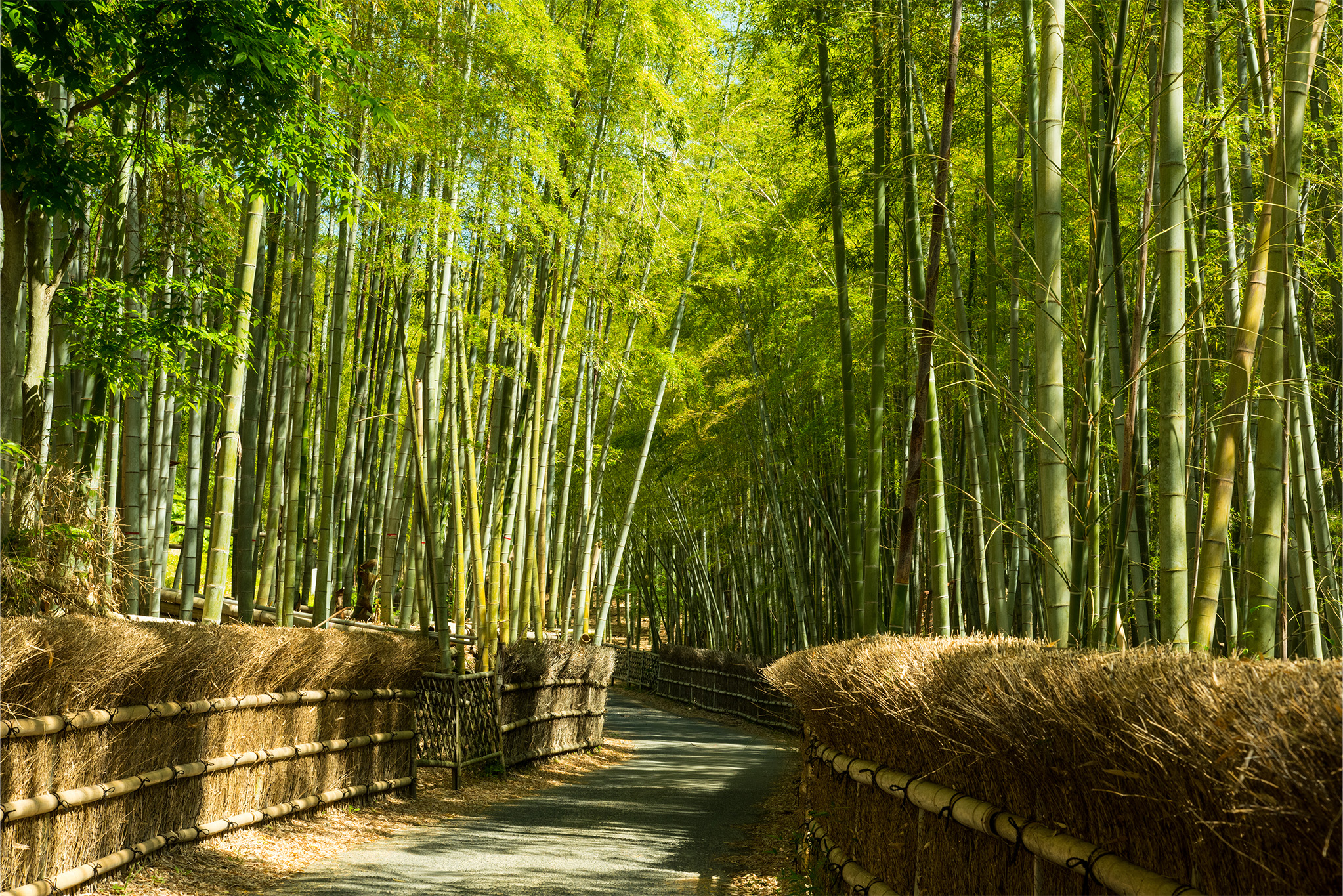 hidden things to do in kyoto