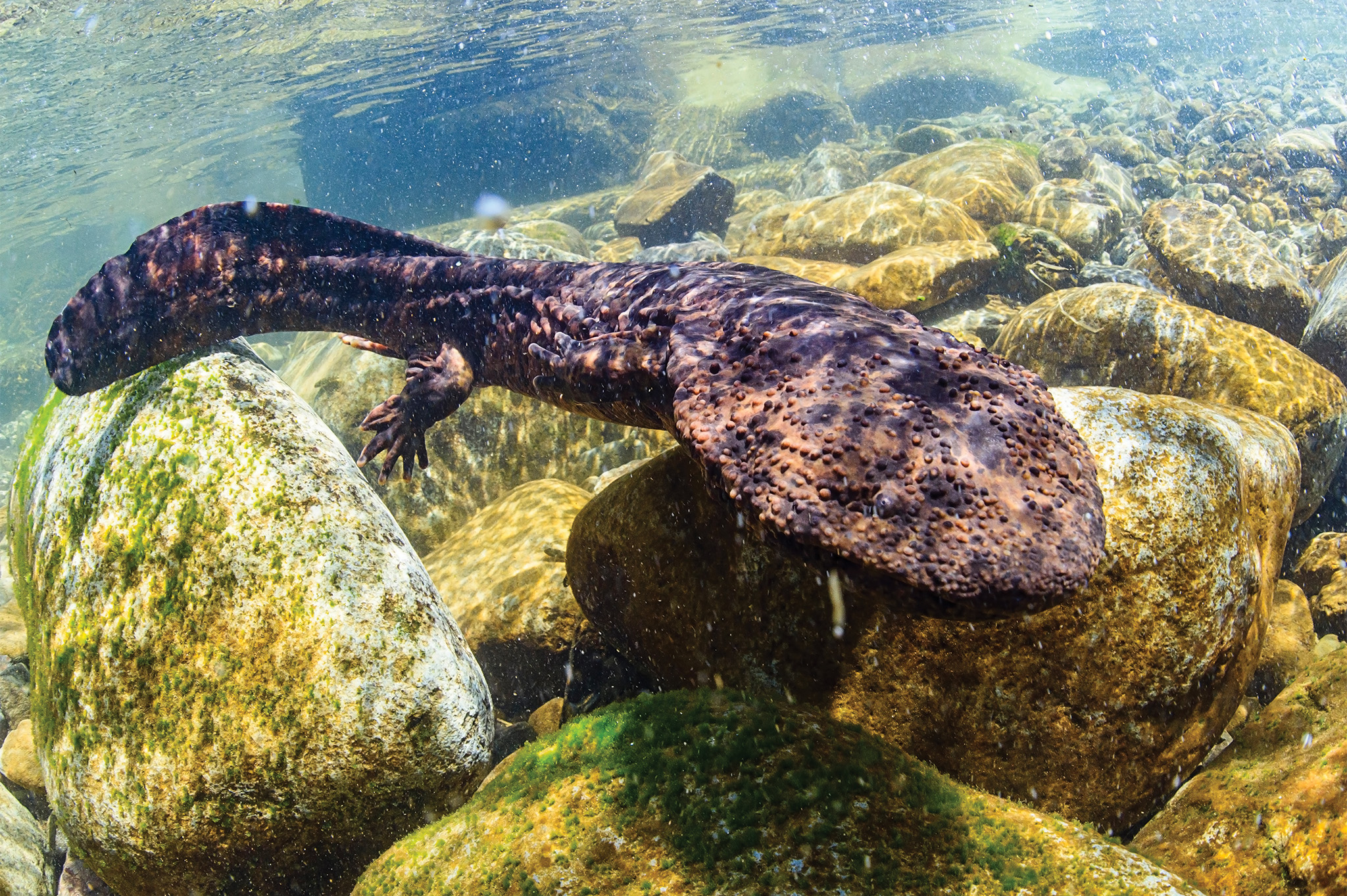 Japanese Giant Salamander