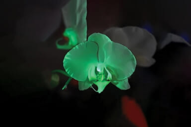 glow-in-the-dark orchid japan