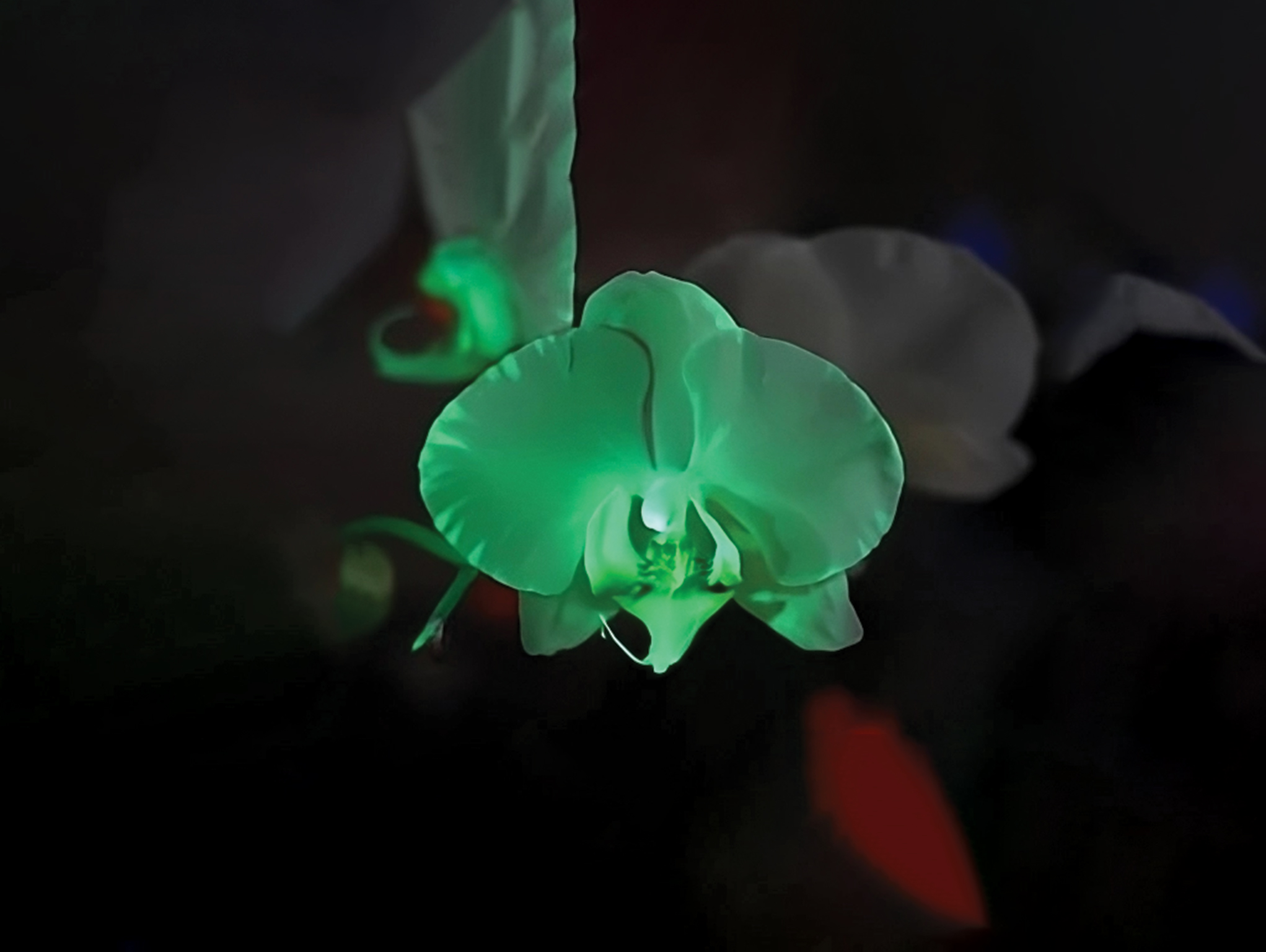 glow-in-the-dark orchid japan