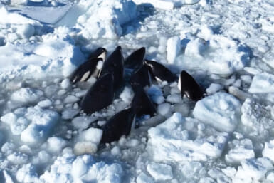 killer whales trapped in ice Japan