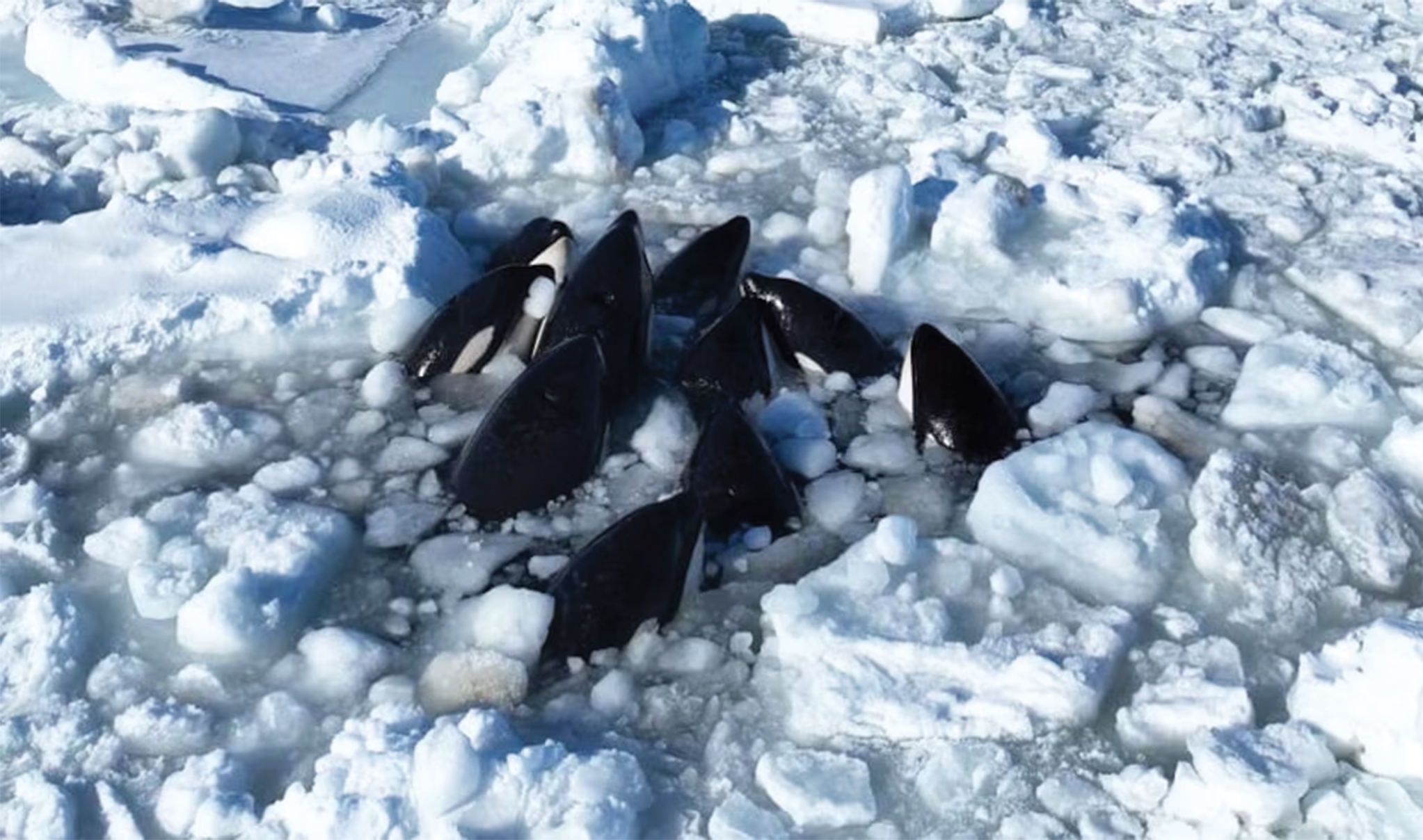 killer whales trapped in ice Japan