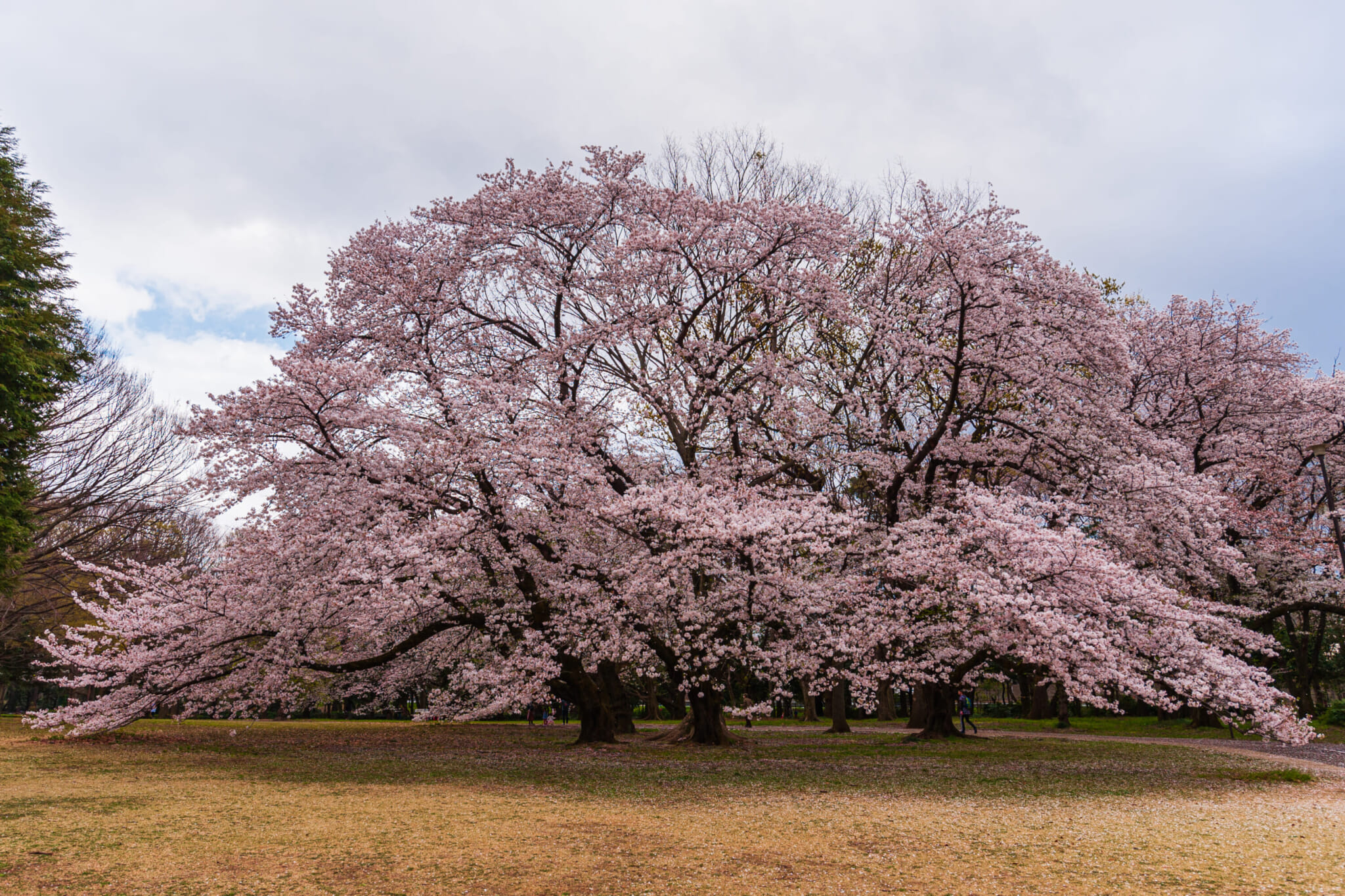best less crowded sakura spots kinuta