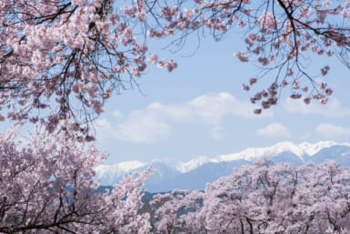 popular cherry blossom places