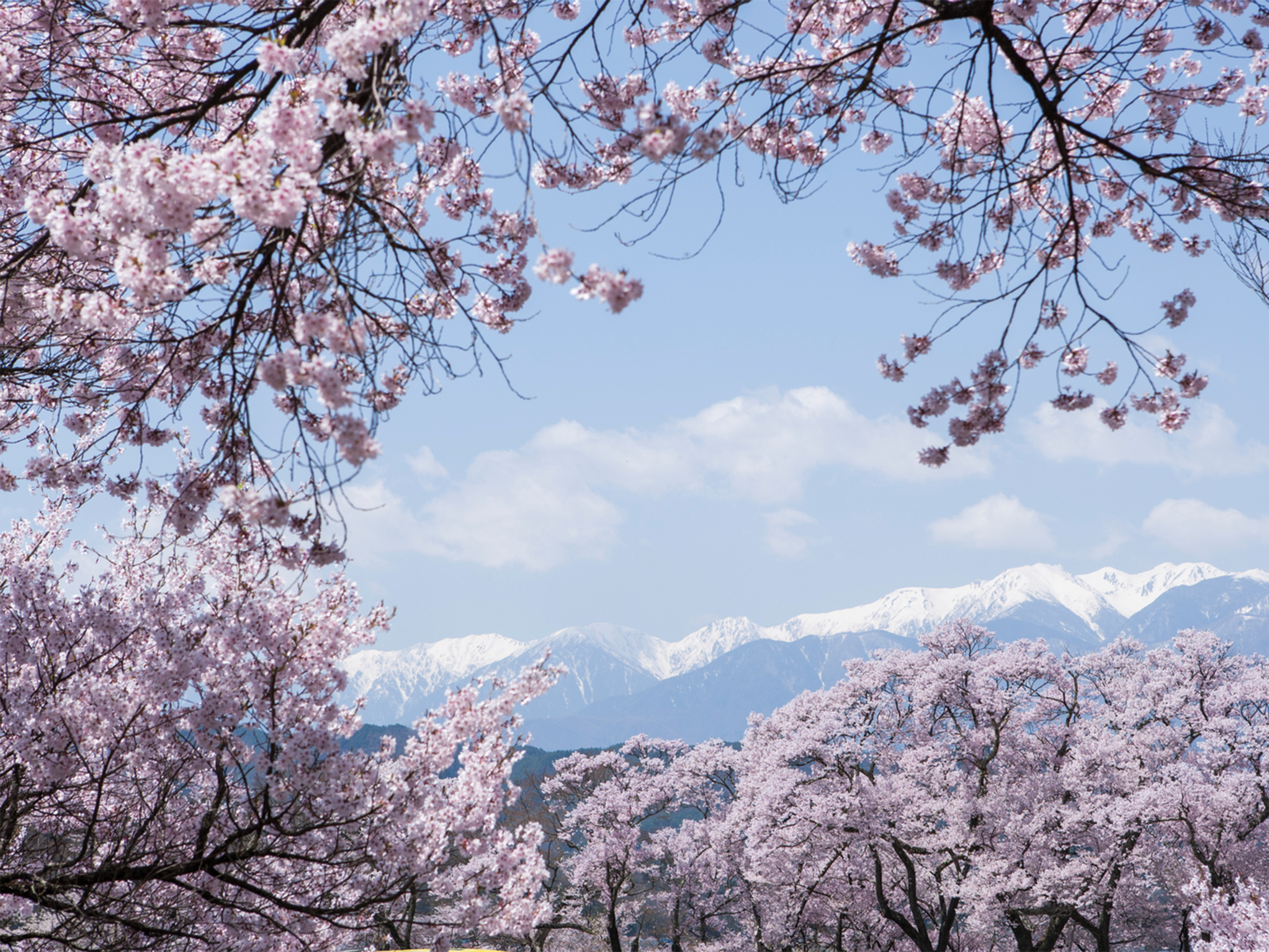popular cherry blossom places