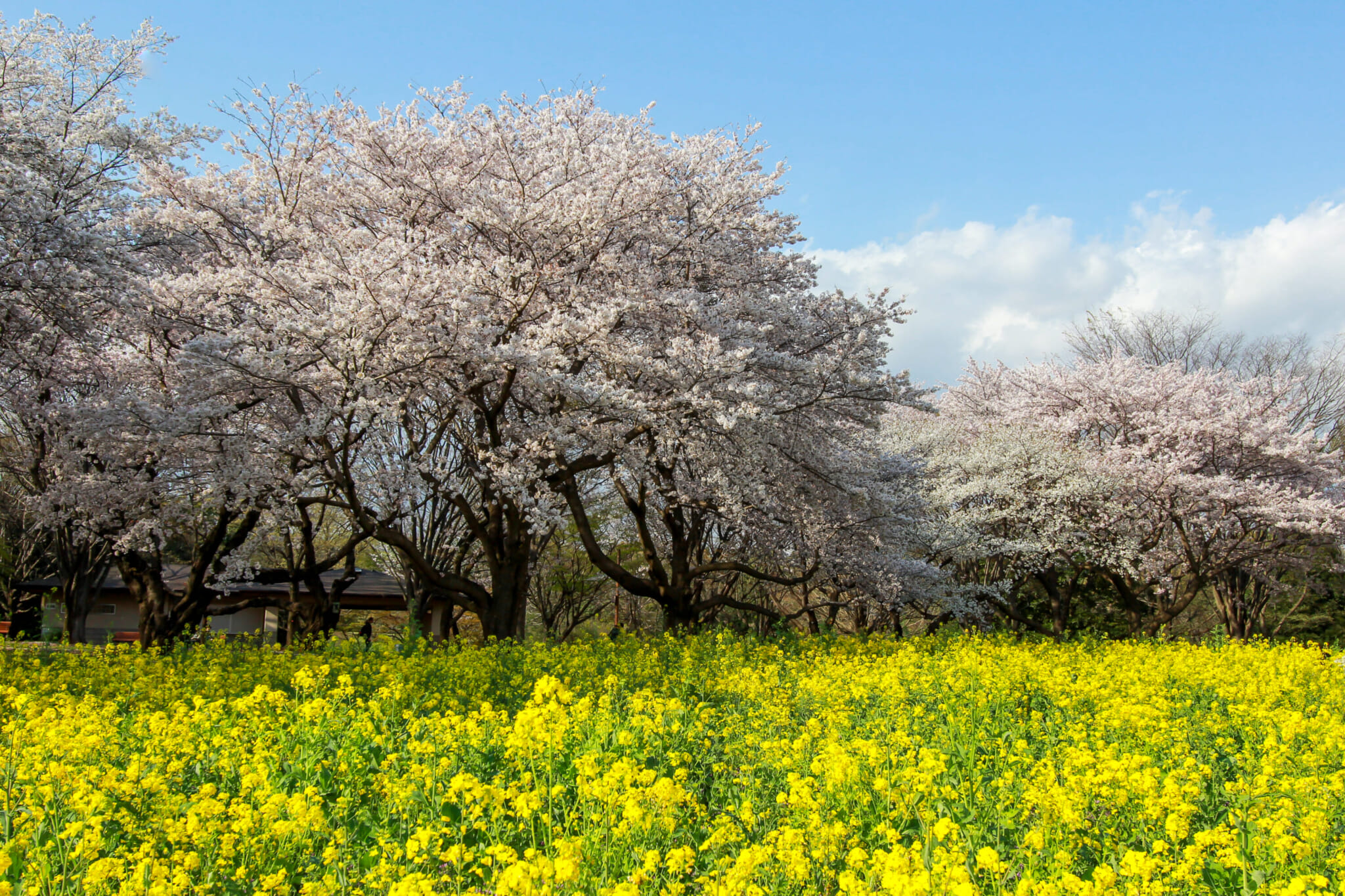 best uncrowded sakura spots kinen memorial park tachikawa