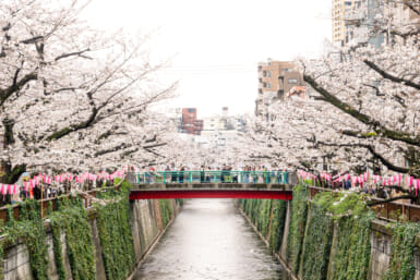 Cherry blossoms full bloom