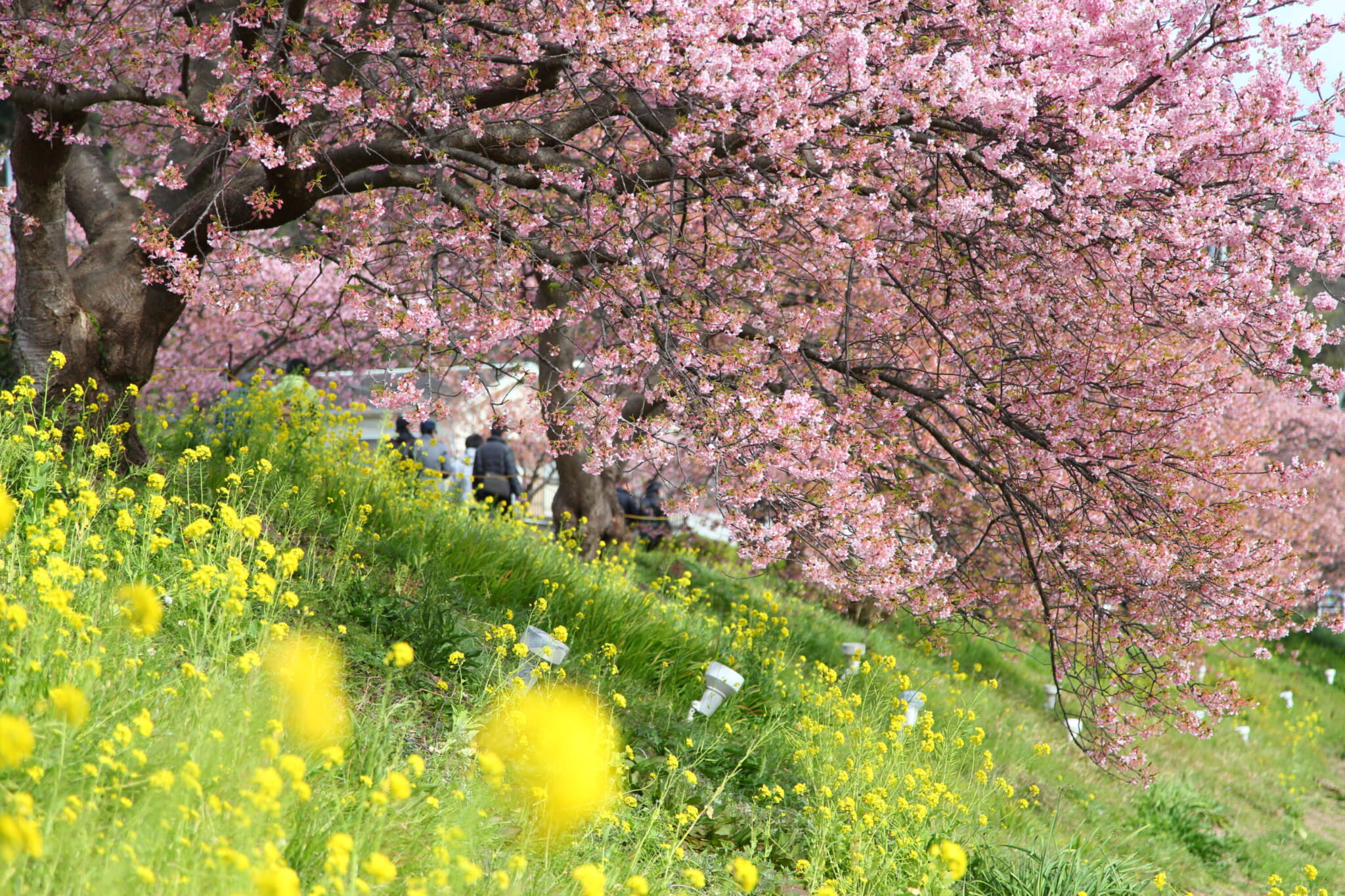 types of cherry blossoms