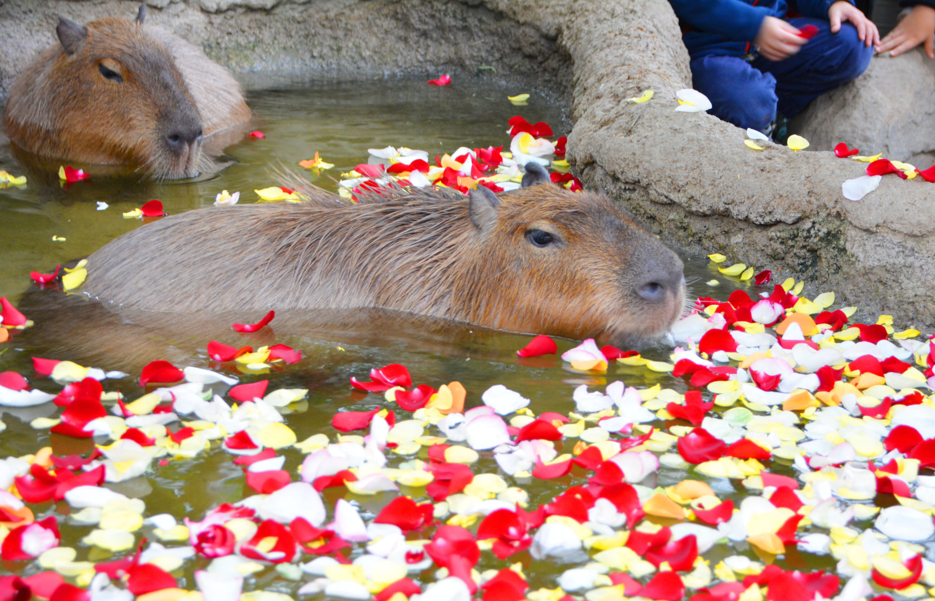 Capybara Onsen Baths Where To See These Cute Rodents In Japan