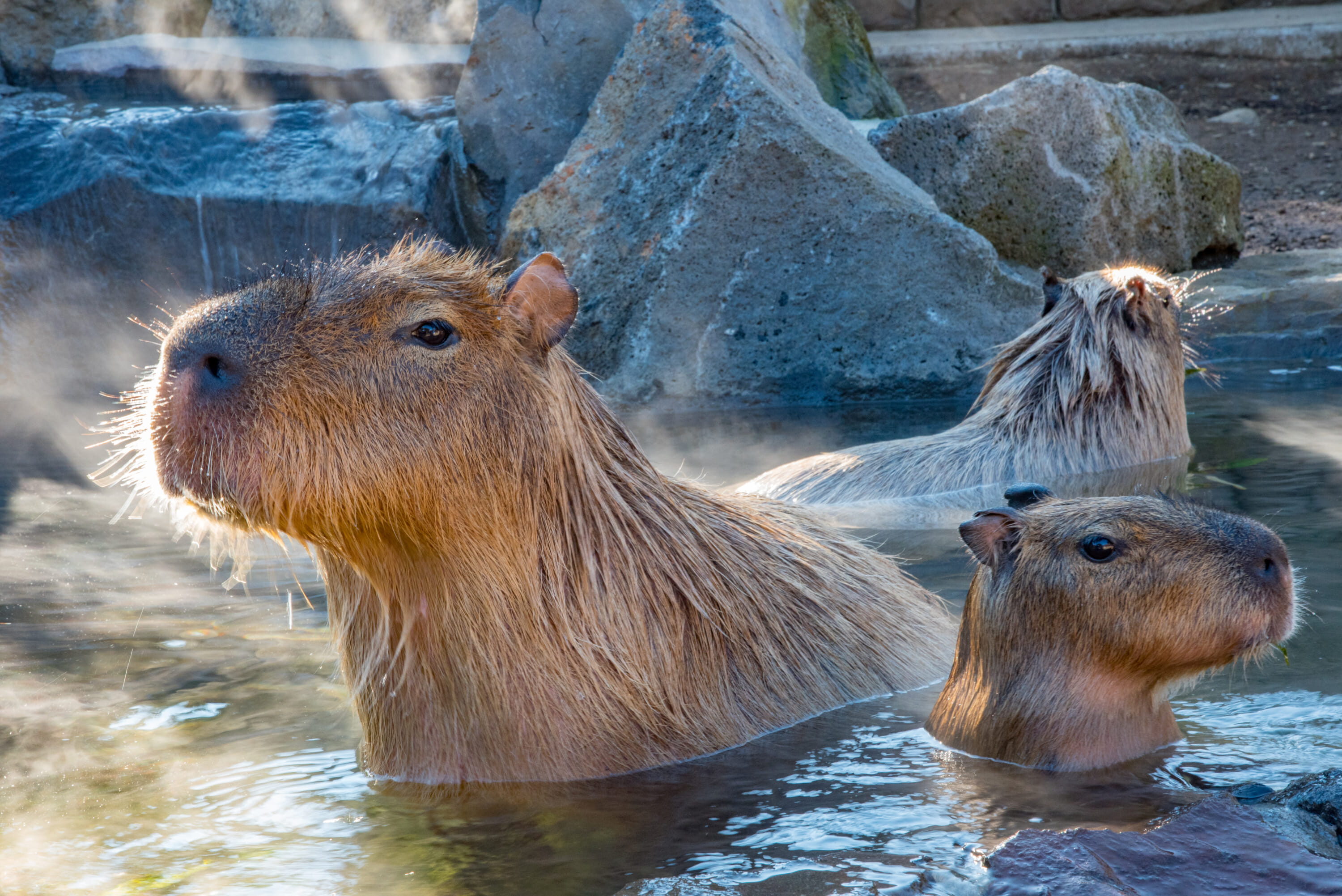 Capybara Onsen Baths Where To See These Cute Rodents In Japan