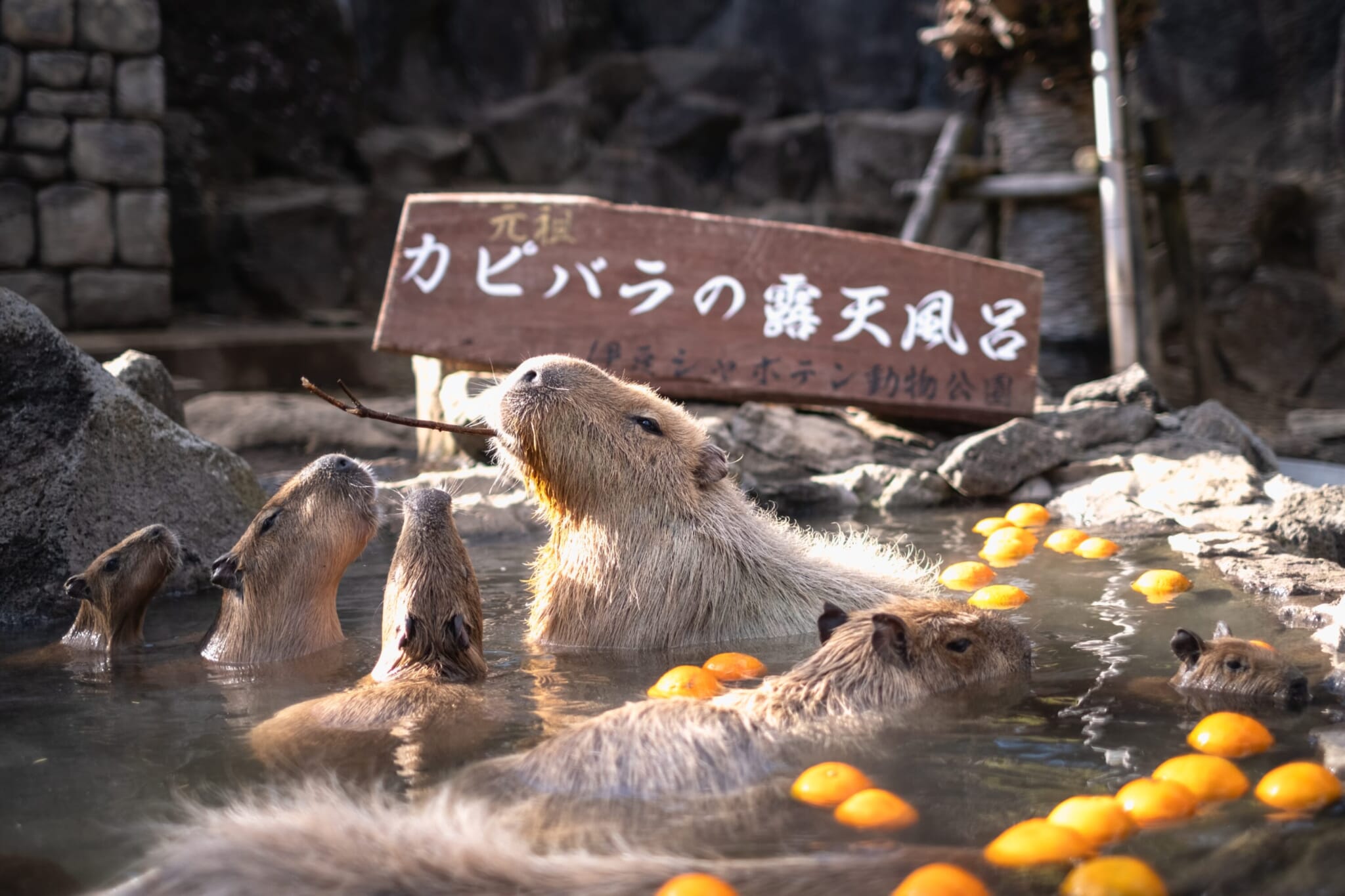Capybara Onsen Baths Where To See These Cute Rodents In Japan Capybara Onsen Baths Where To See These Cute Rodents In Japan