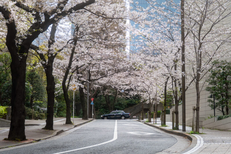 akasaka cherry blossoms