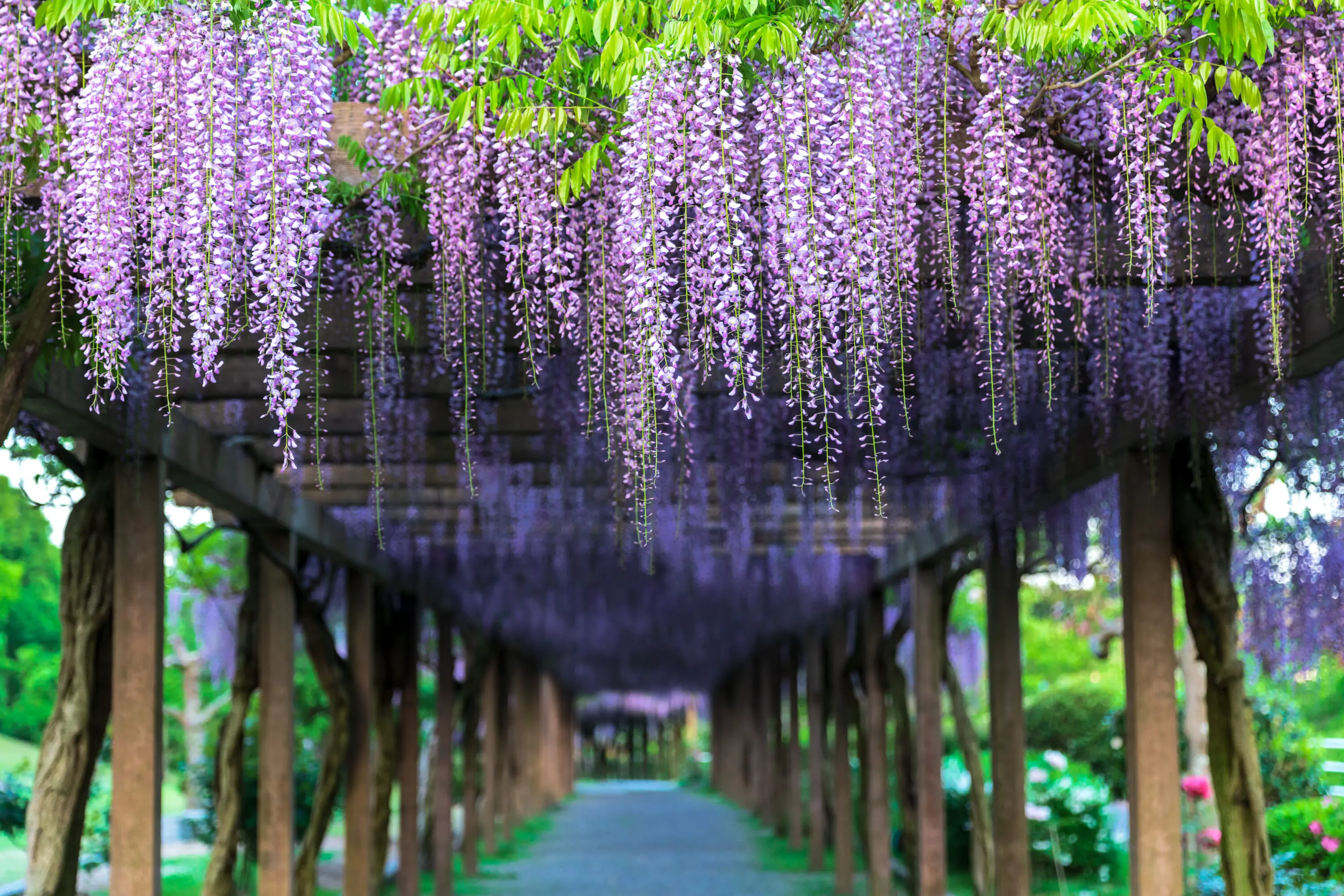 Japan's Best Wisteria Spots 2026: Where To See and Peak Bloom Dates