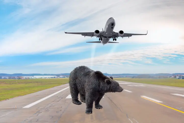 Black Bear Causes Chaos at Yamagata Airport
