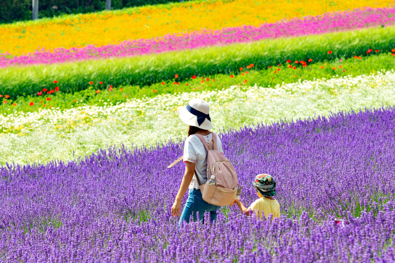 farm tomita hokkaido july