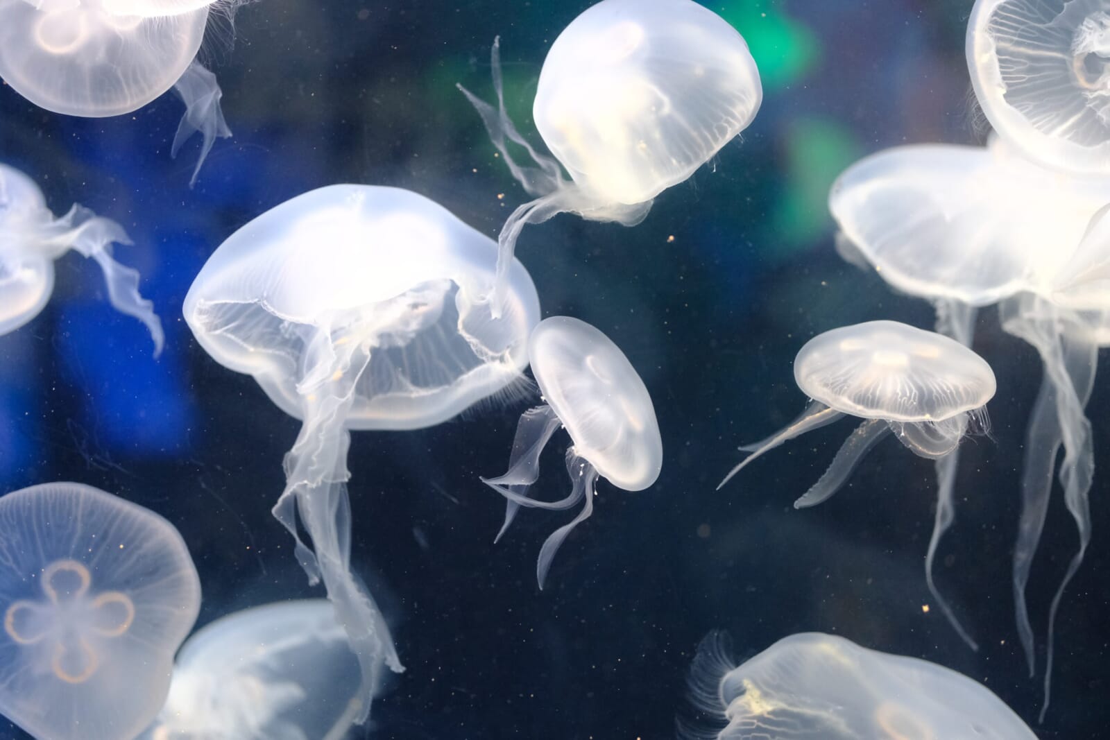 shinagawa aquarium tokyo